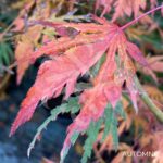 Acer Palmatum 'Ogi No Nagare' - Érable du Japon