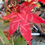 Acer palmatum 'Oo Momiji' - Érable du Japon