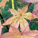 Acer palmatum 'Shohrei Ki Ji' - Érable du Japon