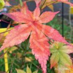 Acer palmatum 'Shohrei Ki Ji' - Érable du Japon