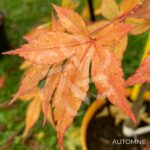Acer palmatum 'Shohrei Ki Ji' - Érable du Japon