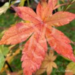 Acer palmatum 'Shohrei Ki Ji' - Érable du Japon