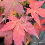 Acer palmatum 'Shohrei Ki Ji' - Érable du Japon