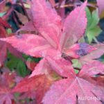 Acer palmatum 'Shohrei Ki Ji' - Érable du Japon