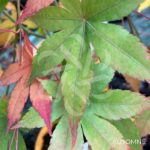 Acer palmatum 'Shohrei Ki Ji' - Érable du Japon