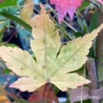 Acer palmatum 'Shohrei Ki Ji' - Érable du Japon