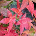 Acer palmatum 'Shohrei Ki Ji' - Érable du Japon