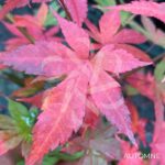 Acer palmatum 'Shohrei Ki Ji' - Érable du Japon