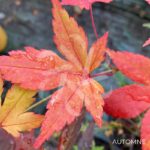 Acer palmatum 'Shohrei Ki Ji' - Érable du Japon