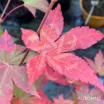 Acer palmatum 'Shohrei Ki Ji' - Érable du Japon