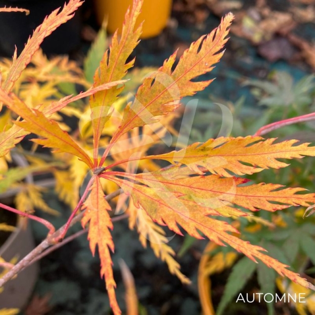 Acer Palmatum 'Spring Delight' - Érable du Japon