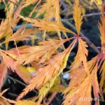 Acer Palmatum 'Spring Delight' - Érable du Japon