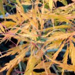 Acer Palmatum 'Spring Delight' - Érable du Japon