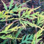 Acer Palmatum 'Spring Delight' - Érable du Japon