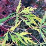 Acer Palmatum 'Spring Delight' - Érable du Japon