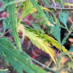 Acer Palmatum 'Spring Delight' - Érable du Japon