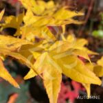 Acer palmatum 'Tendo' - Érable du Japon