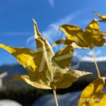 Acer palmatum 'Tendo' - Érable du Japon
