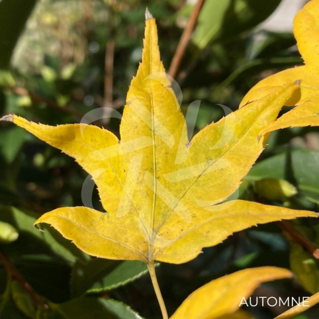 Acer palmatum 'Tendo' - Érable du Japon