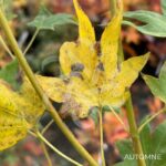 Acer palmatum 'Tendo' - Érable du Japon