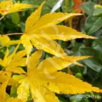 Acer palmatum 'Unebi' - Érable du Japon