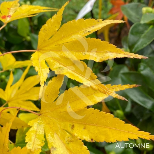 Acer palmatum 'Unebi' - Érable du Japon