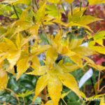 Acer palmatum 'Unebi' - Érable du Japon