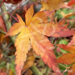 Acer palmatum 'Werners Pagoda' - Érable du Japon