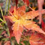 Acer palmatum 'Werners Pagoda' - Érable du Japon
