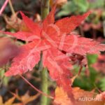 Acer palmatum 'Werners Pagoda' - Érable du Japon
