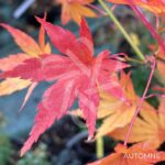 Acer palmatum 'Werners Pagoda' - Érable du Japon
