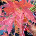 Acer palmatum 'Werners Pagoda' - Érable du Japon
