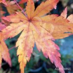 Acer palmatum 'Werners Pagoda' - Érable du Japon