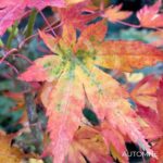 Acer palmatum 'Werners Pagoda' - Érable du Japon