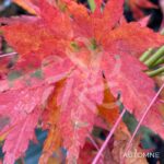 Acer palmatum 'Werners Pagoda' - Érable du Japon