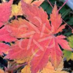 Acer pseudosieboldianum 'F Pilosum' - Érable du Japon