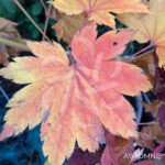 Acer pseudosieboldianum 'F Pilosum' - Érable du Japon