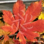 Acer pseudosieboldianum 'F Pilosum' - Érable du Japon