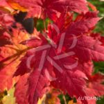 Acer pseudosieboldianum 'F Pilosum' - Érable du Japon