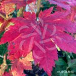 Acer pseudosieboldianum 'F Pilosum' - Érable du Japon