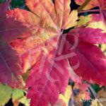 Acer pseudosieboldianum 'F Pilosum' - Érable du Japon