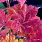 Acer pseudosieboldianum 'F Pilosum' - Érable du Japon