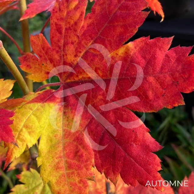 Acer pseudosieboldianum 'F Pilosum' - Érable du Japon