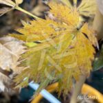 Acer shirasawanum 'Green Snowflake' - Érable du Japon