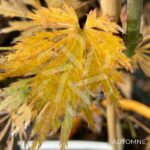 Acer shirasawanum 'Green Snowflake' - Érable du Japon