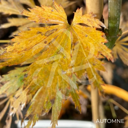 Acer shirasawanum 'Green Snowflake' - Érable du Japon