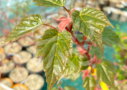 Acer conspicuum 'Red Flamingo' - Érable à peau de serpent