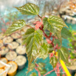 Acer conspicuum 'Red Flamingo' - Érable à peau de serpent