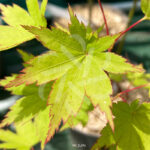 Acer Japonicum 'Aka Omote' - Érable du Japon chez Palmatia Plantes