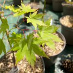 Acer Japonicum 'Aka Omote' - Érable du Japon chez Palmatia Plantes